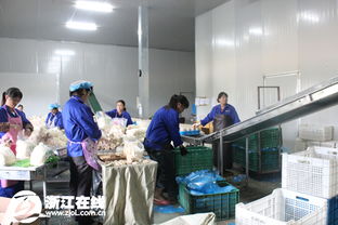 麗水生態精品農業 綠水青山引鳳棲，特色農產品煥新機