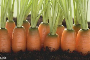 深耕田間，更要洞察市場 論農產品銷售與營銷的本質區別