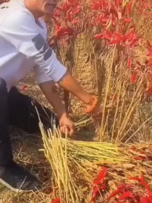 三農之基，豐收之果 打造優質農產品，賦能鄉村振興